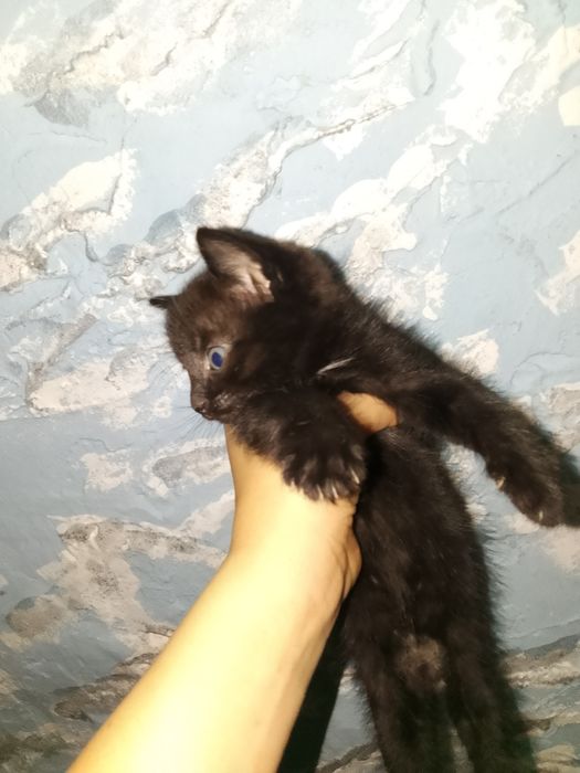Отдам котят в добрые руки
