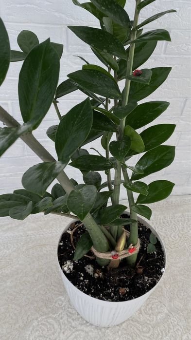 Продам цветок Замиокулькас, 1м