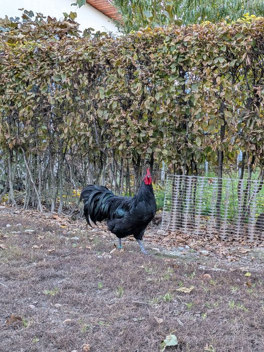 Cocoși Austrlorp negru și la schimb