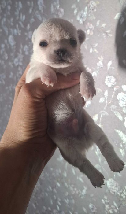 Щенки чихуахуа крошечки