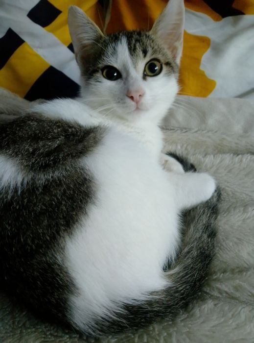 Кошечка ищет домик