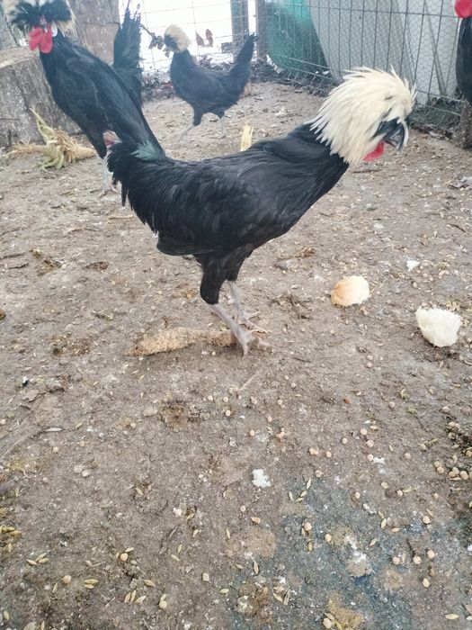 Moțată olandeză (cocoș)