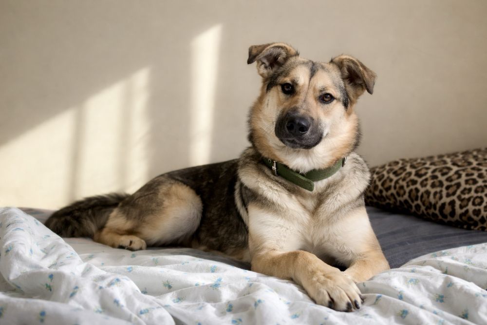 Собака, которая уже всё умеет — Стелла