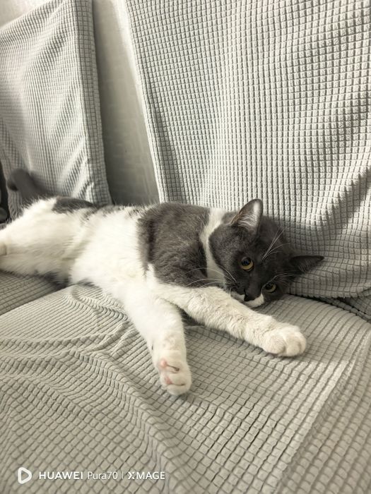 Отдам даром котенка