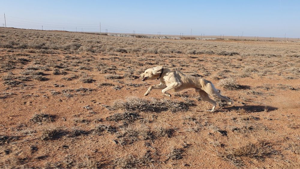 Тазы сатылады еркек