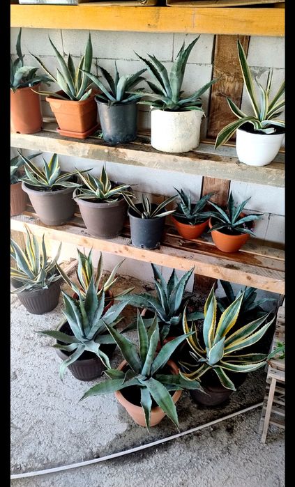 De vânzare agave, americane și albastre.
