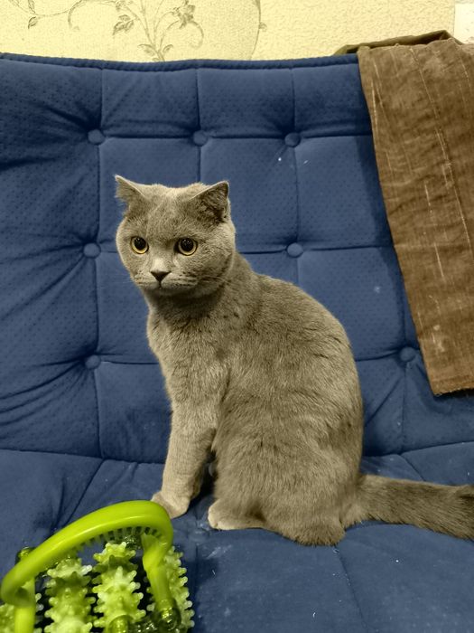 Scottish fold кошка