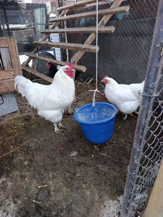 Продам Джерские гигант куры петух