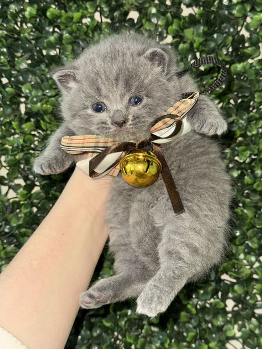 Британский скотч фолд, страйт