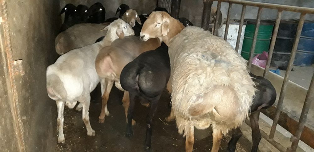 Тоза киргиз 130кг букаде келадиган кучкор икки тишдан утвотти