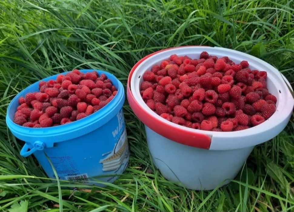 Brânză vacă/ Caş/ Zmeură