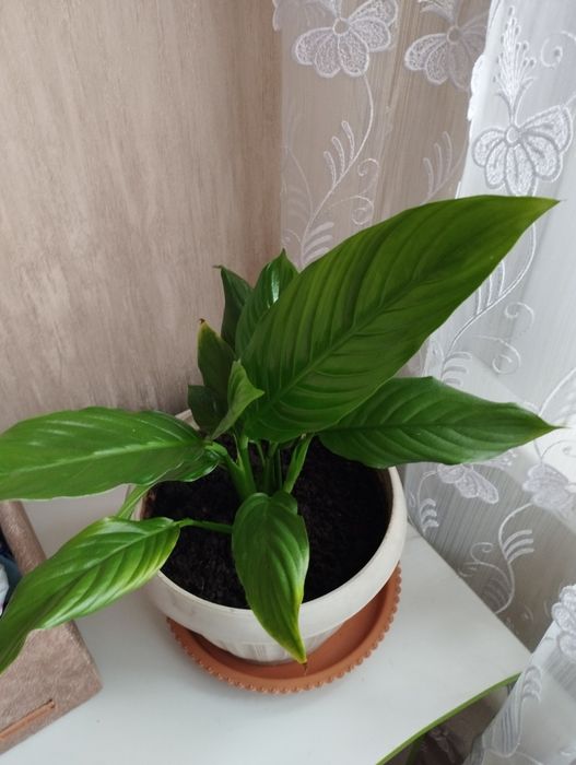 Продам спатифиллумы