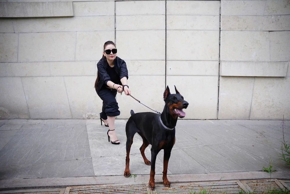 Доберман для фотосессии