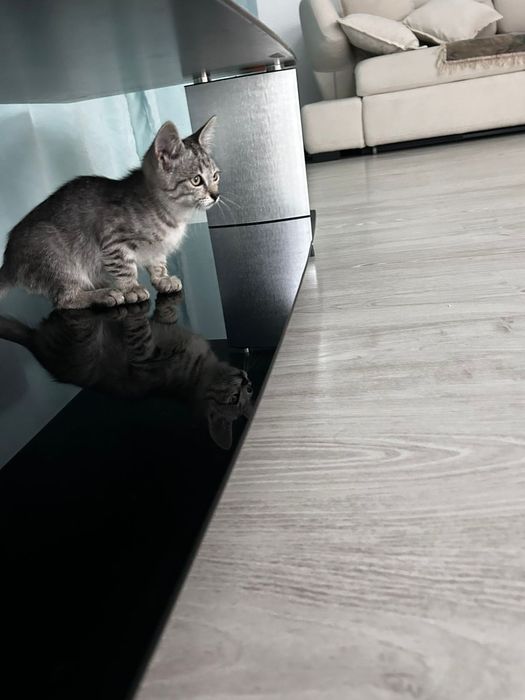 Котенок,мальчик 3 мес.