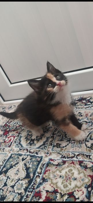 Мушуклар (Котята)