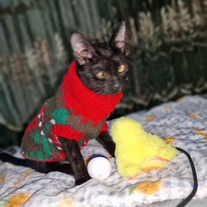 Котёнок с изюммнкой