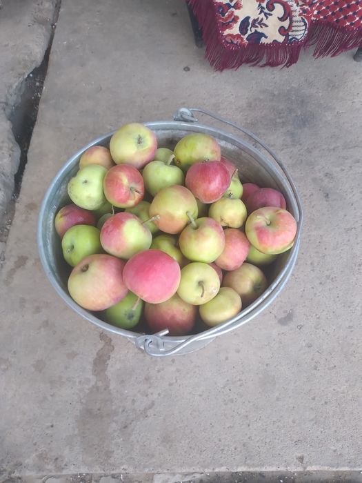 яблоко домашние с огорода