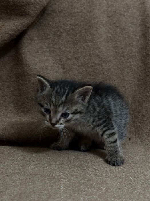 Продам котят в хорошие руки