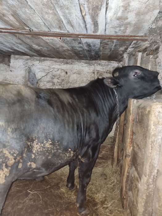 Продам КРС на откорме