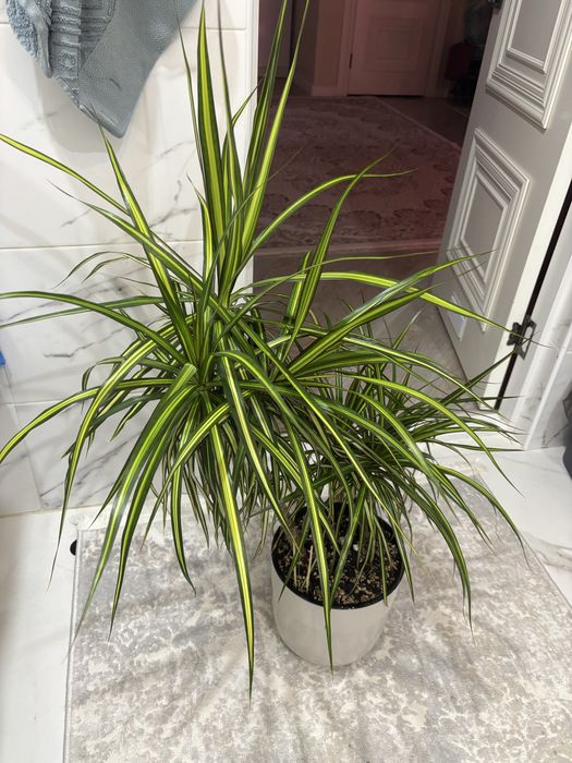 Солнечная Драцена sun ray