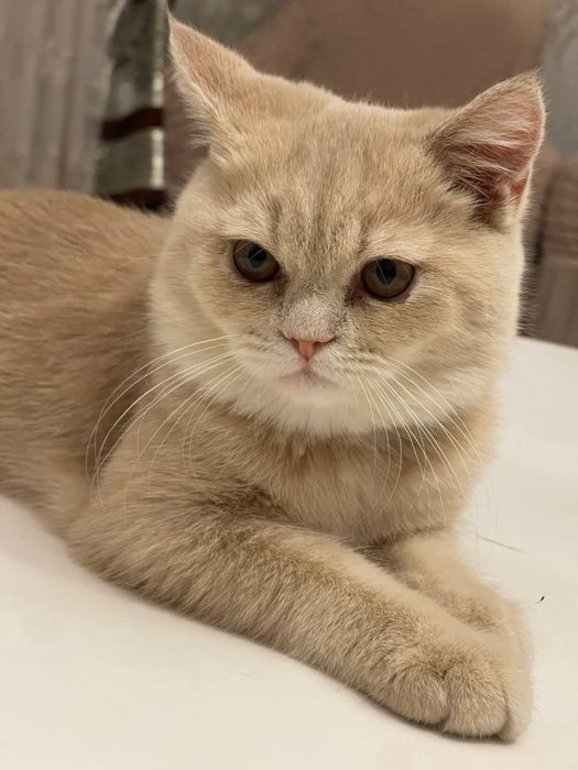 Skotish strite 5 oylik