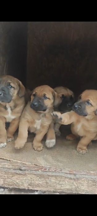 Щенки две девочки и два мальчика