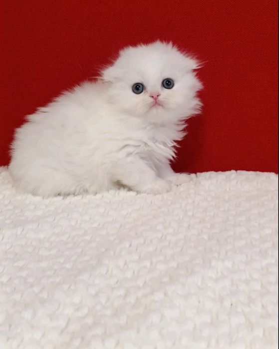 Scottish fold longhair de la crescător -feli