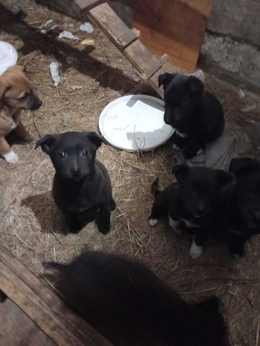 Отдадим щенков в доброе руки