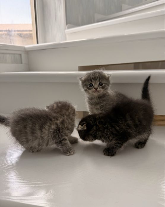 Мушук  Шотландский Вислоухи
