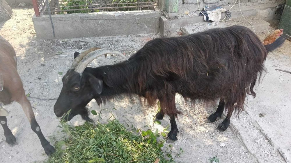 Capre de vanzare
