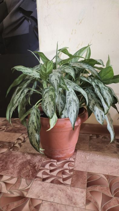 Комнатные растения