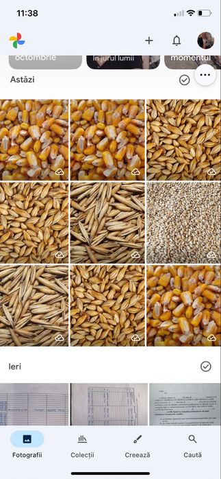 Porumb , grâu ,orzoaica ,ovăz