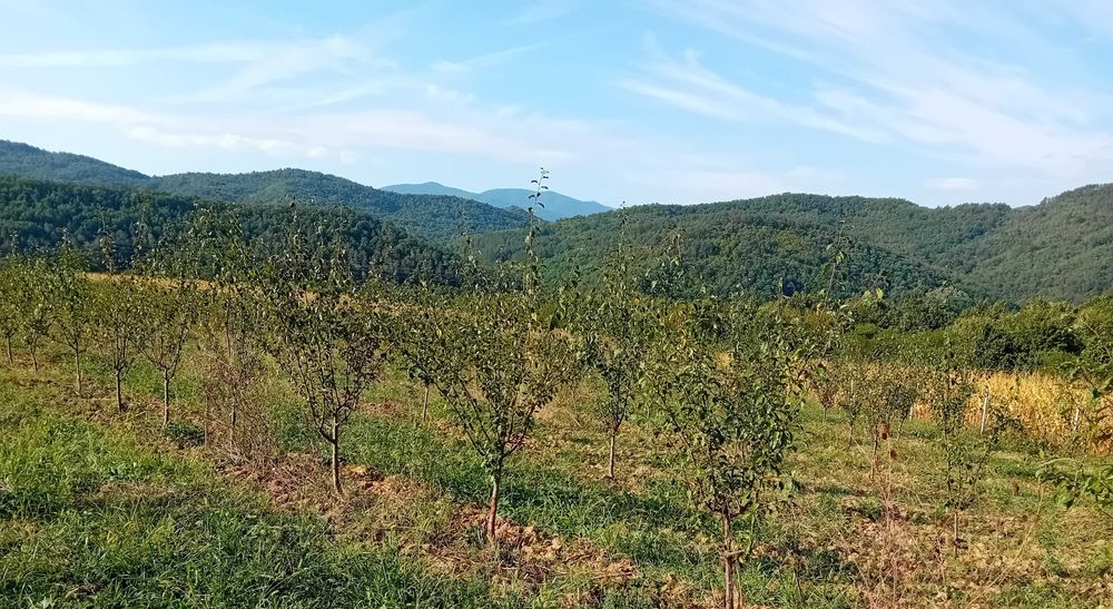 Продава се Земеделски имот в с. Осиковска Лакавица, Област София-област -  кв.м за 42 €/дка - Снимка #1