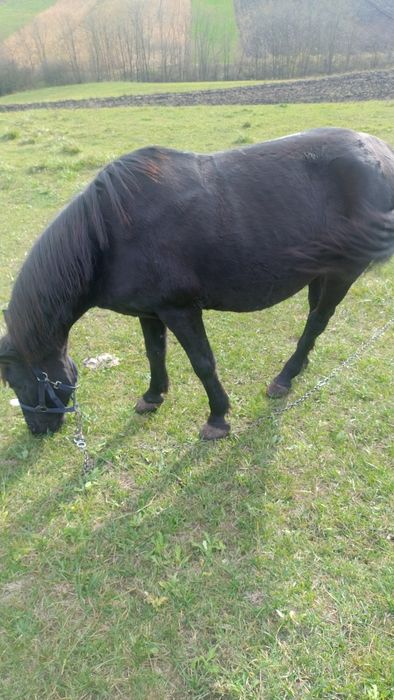 O iapă blândă schimb