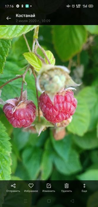 Продам местные саженцы