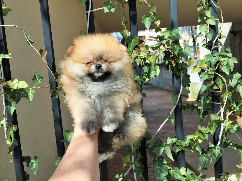 Померан мини Померанчета