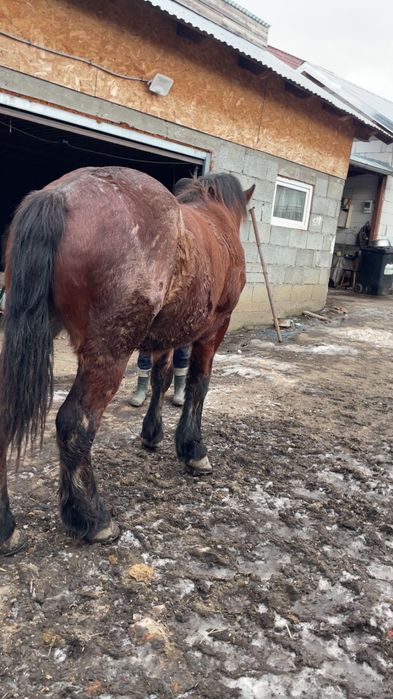 Vând mânz de un an jumate