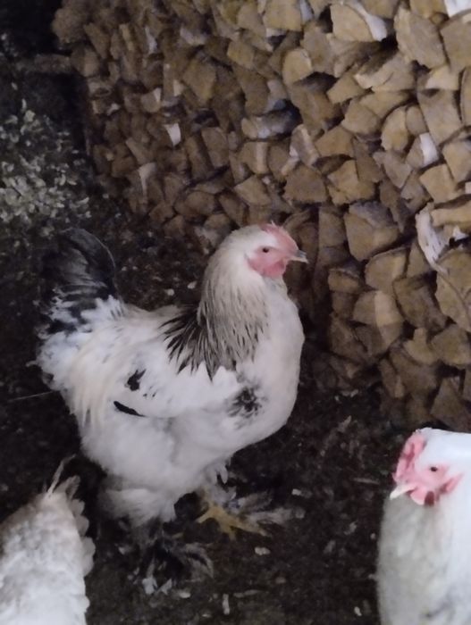 Продам петухов Брама