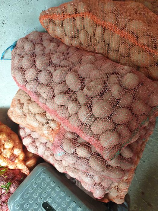 Cartofi sămânță rosii si albi