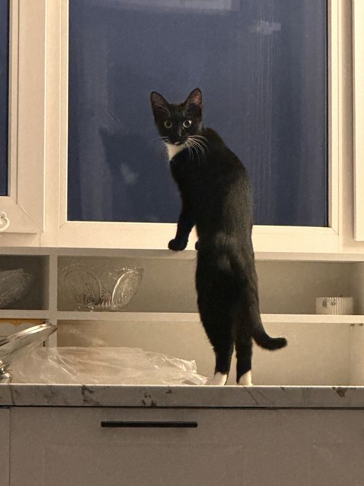 Отдам кошку даром