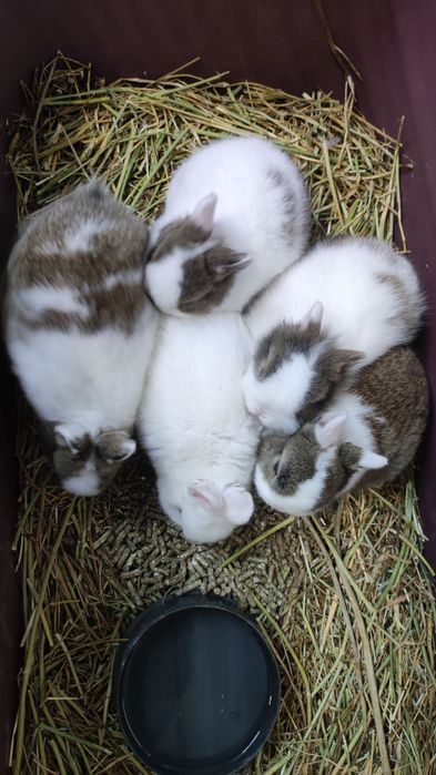 Декоративно зайче