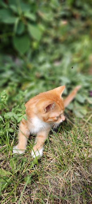 Отдам  рыжего котёнка