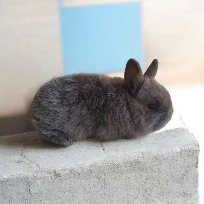 Karlik quyonchalar sotiladi