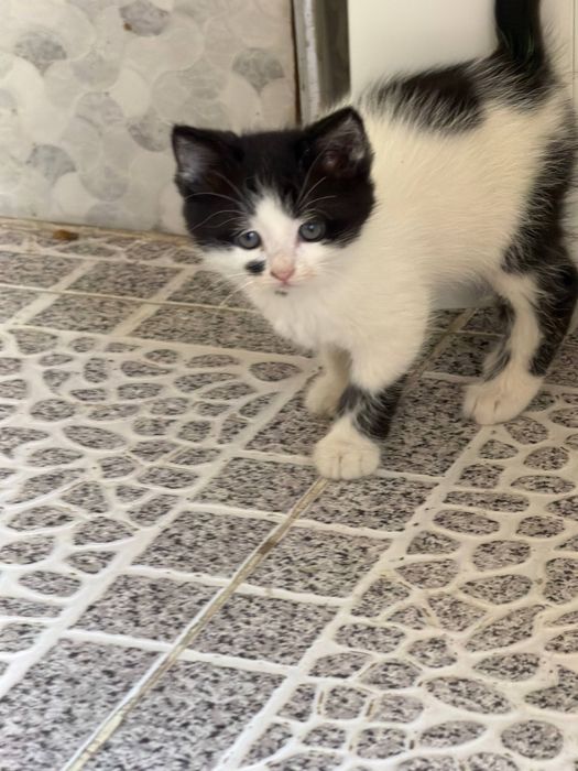 Продаются котята от золотистой шиншиллы и скоттишстрайта