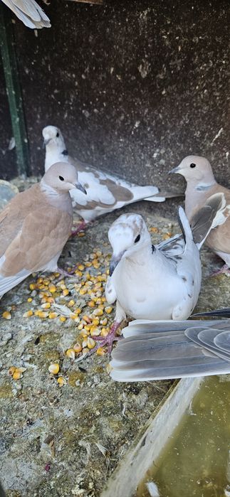 Turturele râzătoare  40 lei bucata