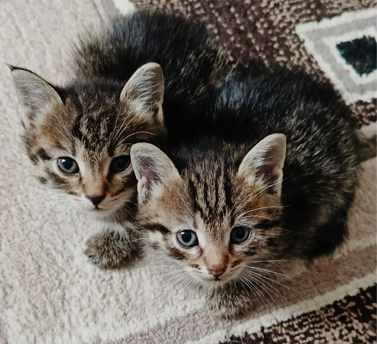 Котят отдам в добрые рук