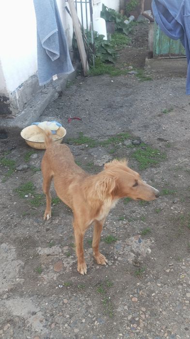 Тазы ит Сатылады