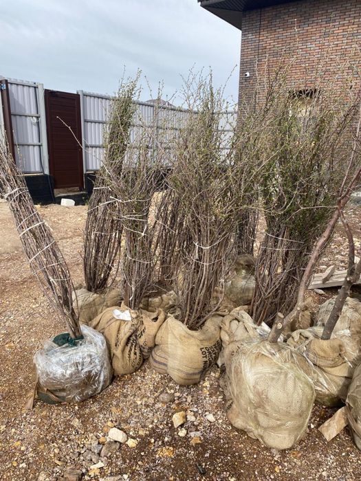 Саженцы, черная смородина