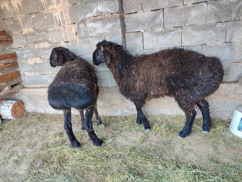 Қошқарлар бар срочно