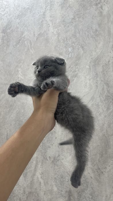 Продаются котята